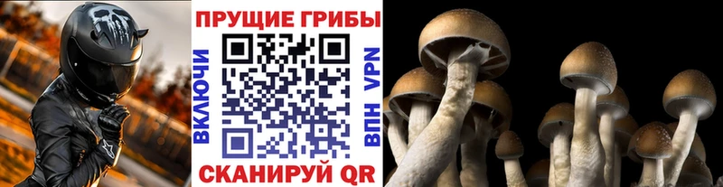 Галлюциногенные грибы Cubensis Урюпинск